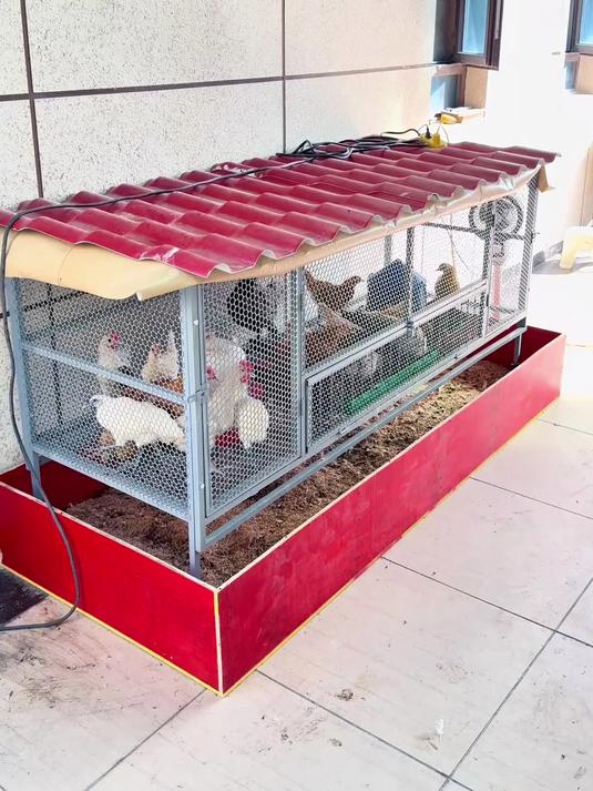 在阳台上养鸡,鸡笼下放置一个发酵床,干净卫生还能去异味