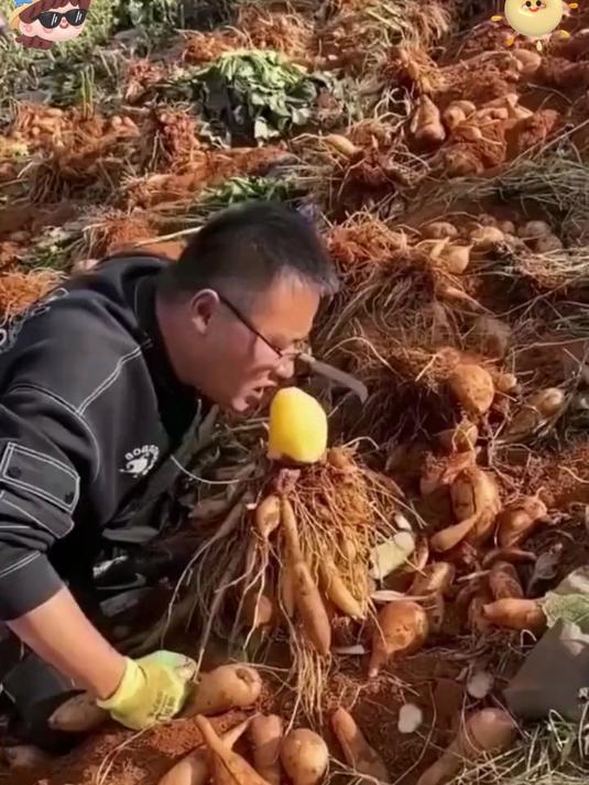 这果藏着 “凉”!雪莲果脆嫩多汁,甜得沁心脾!