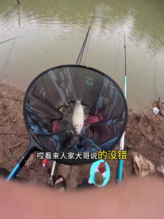 重唇鱼钓点,不收杆不收费开车走两步就到钓位,走水双铅进阶钓