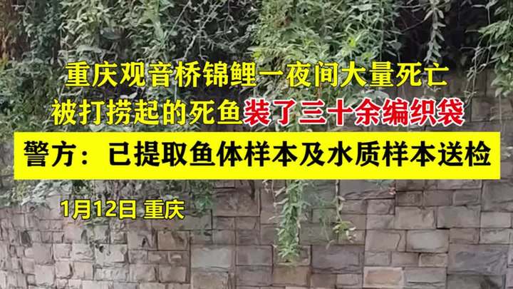 重庆观音桥锦鲤一夜间大量死亡,被打捞起的死鱼装了三十余编织袋