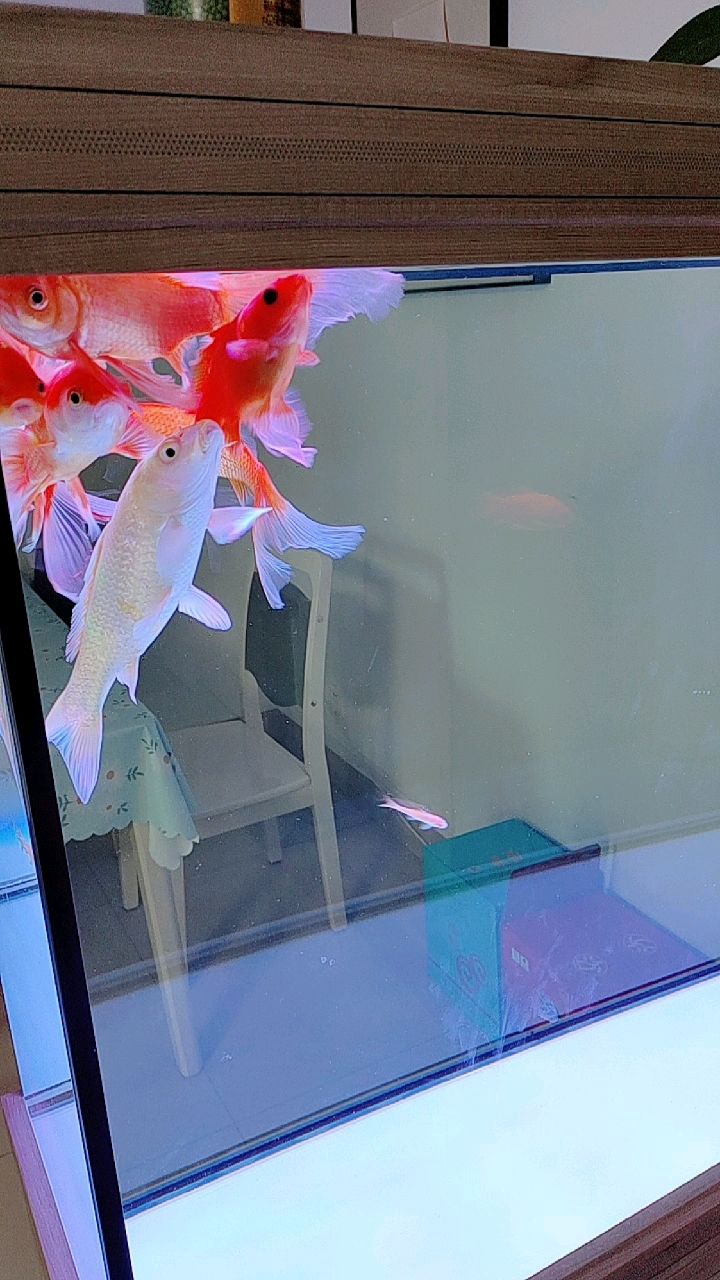 小金鱼是不是饿了