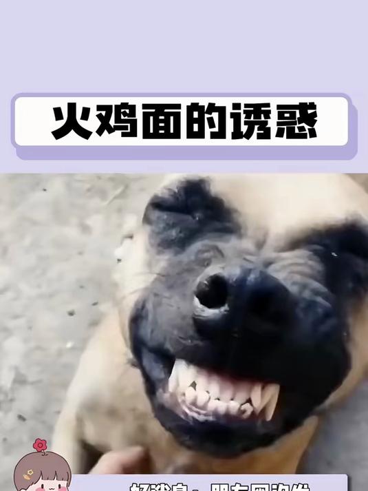 眼里没有一丝犹豫,充满了对火鸡面的期盼