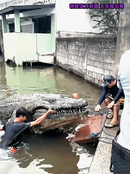 7米长的巨鳄你见过没,带你一次性了解18种不同种类的鳄鱼