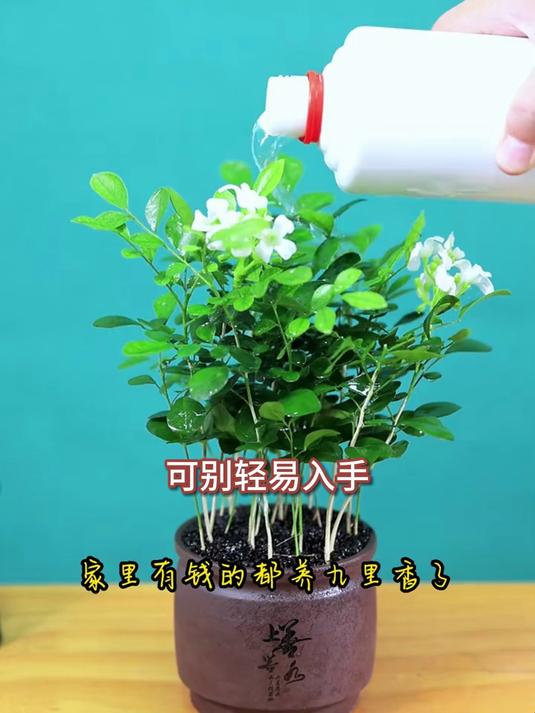 民宿特色景,九里香盆栽客房香,游客好评传四方