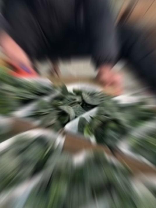 本地趴地菠菜，叶子嫩、易清洗，家常必备青菜