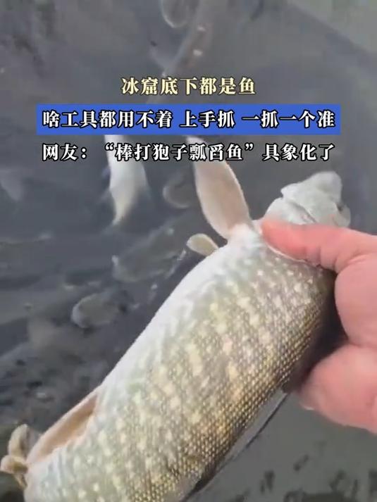冰窟底下都是鱼,啥工具都用不着,上手抓,一抓一个准