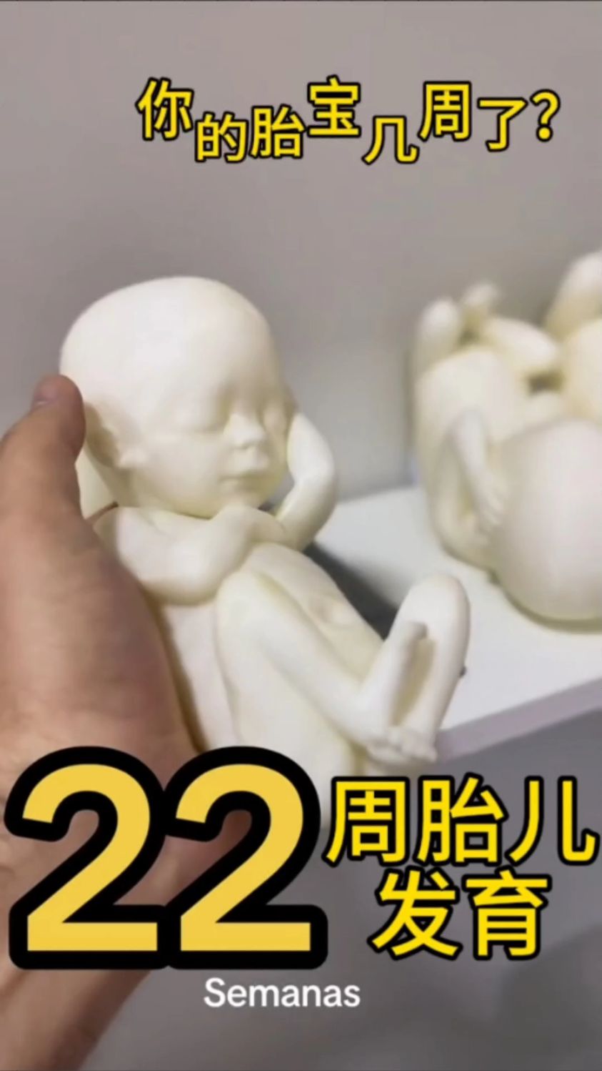 22周胎儿发育的样子,你的胎宝几周了呢?#怀孕 #胎儿发育过程 #母婴育儿