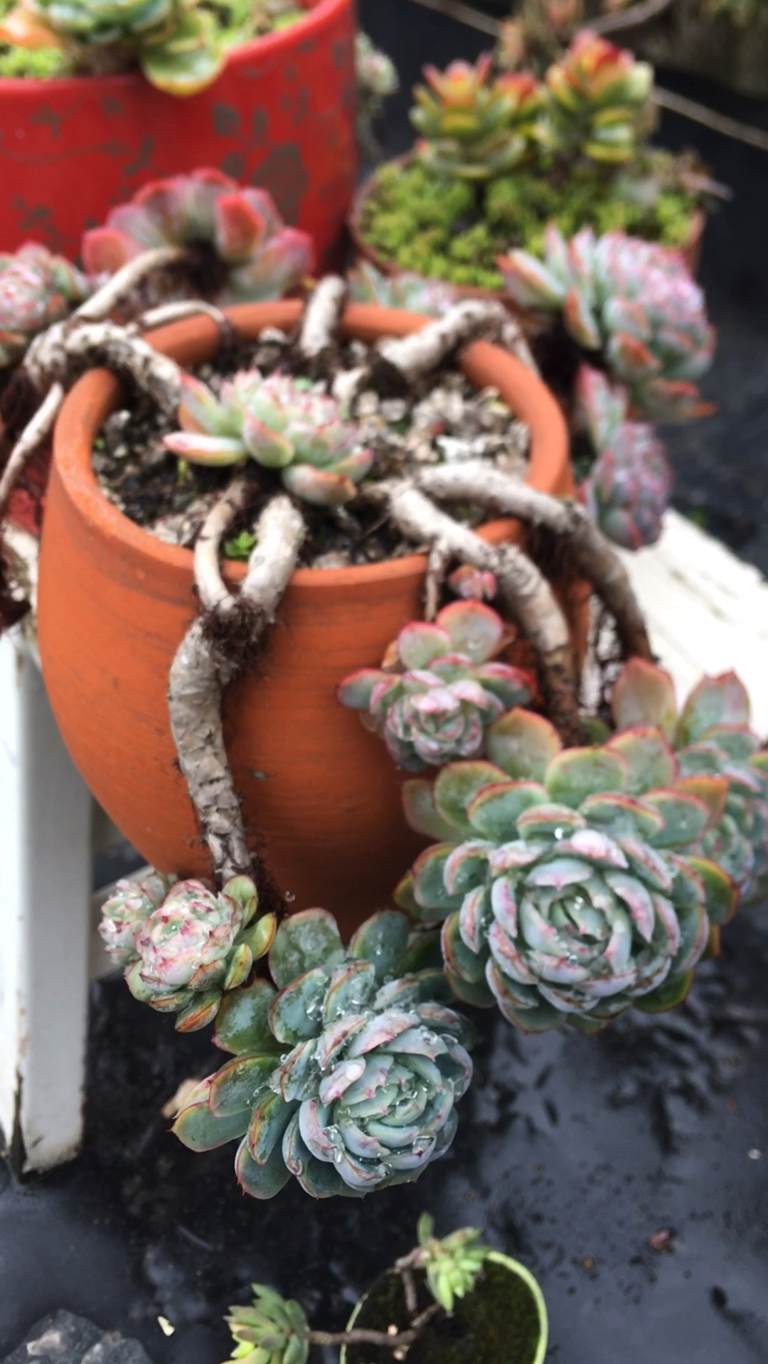 风里来雨里去,露养十多年的多肉花月夜美得不可方物