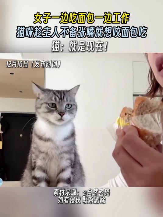 女子一边吃面包一边工作,猫咪趁主人不备张嘴就想咬面包吃