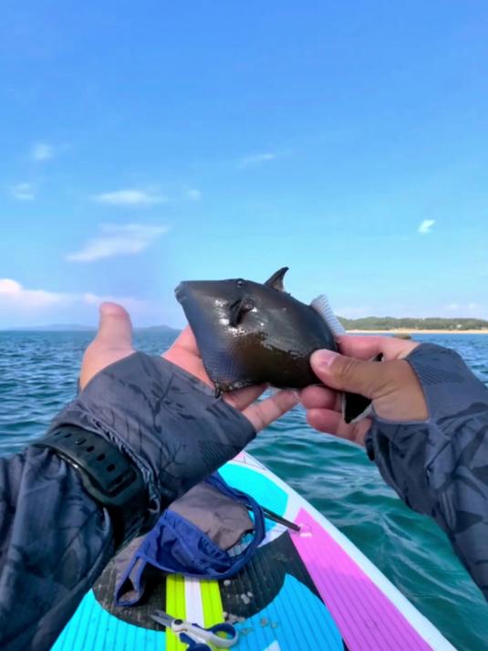 钓观赏鱼 鲨鱼池补货啦