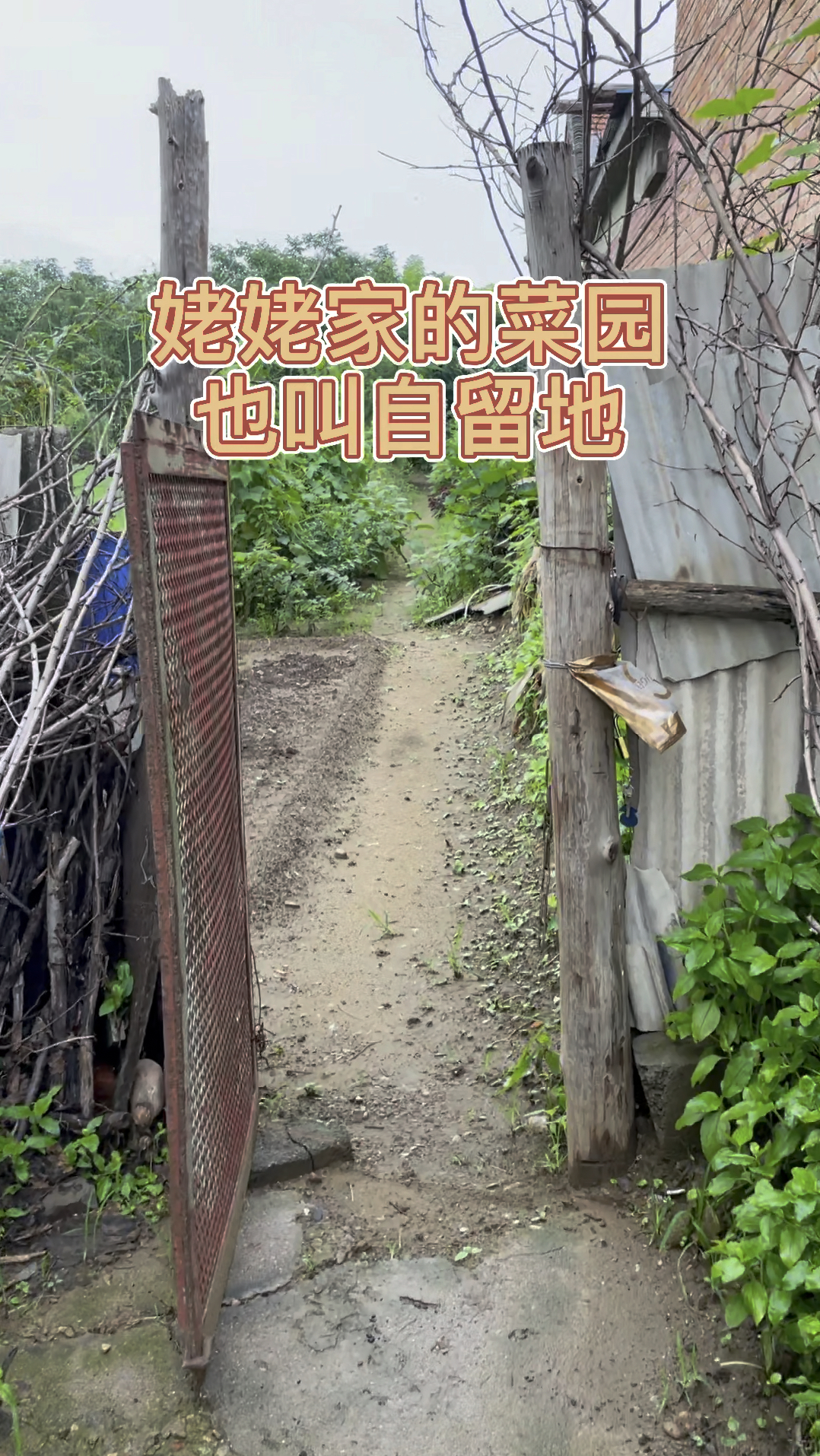 北京农民吃什么菜?看看勤劳的姥姥把小菜园打理的怎么样?