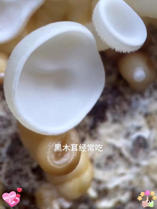 白木耳胶润清甜,家常滋养好滋味!
