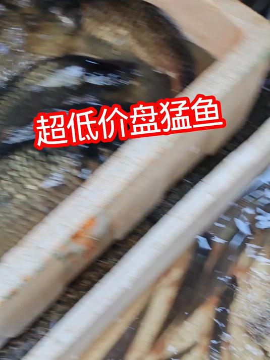 4只红眼鱼4只黑鱼超低价拿下