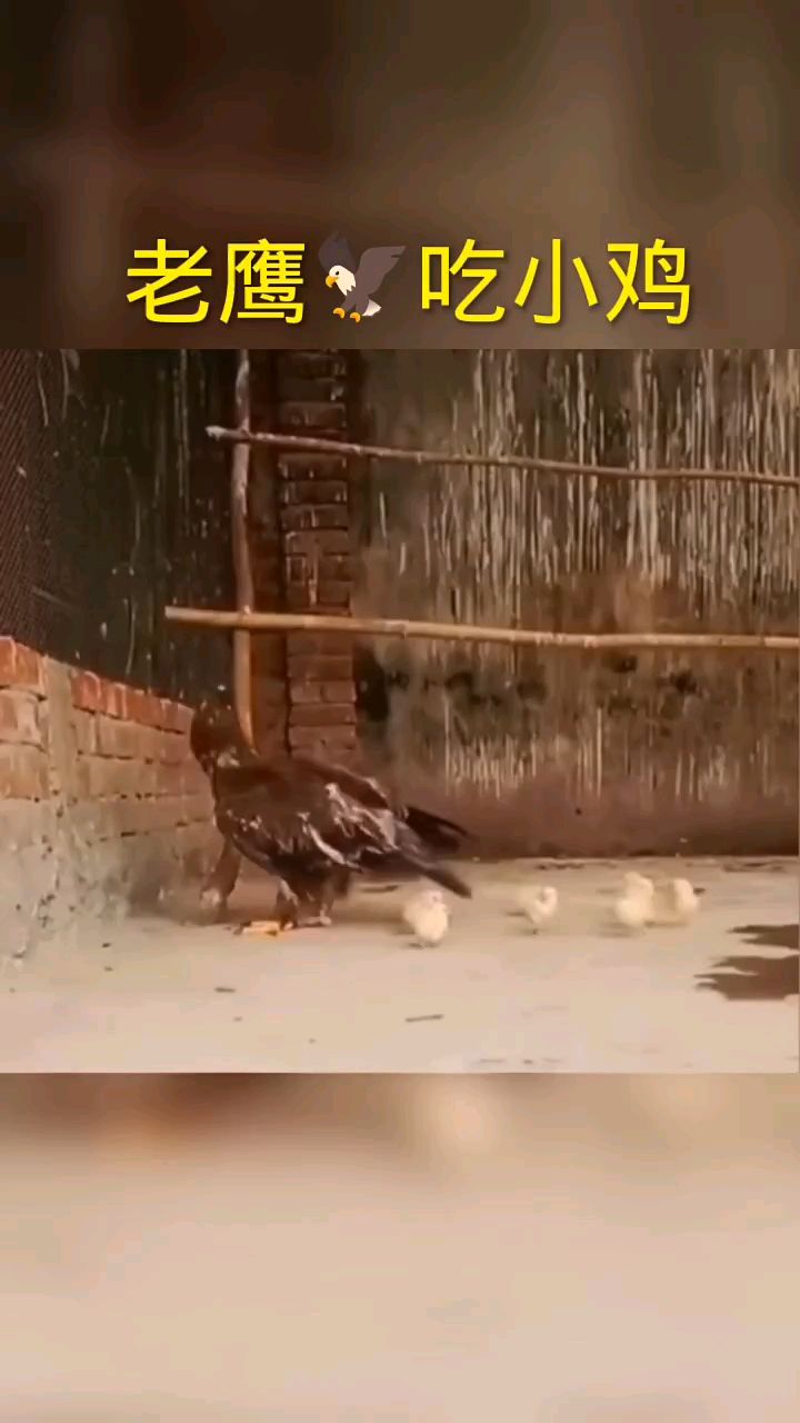 老鹰吃小鸡,一口一个