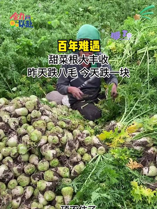 东北芥菜疙瘩做咸菜包馅都嘎嘎好吃现拔现发新鲜到家