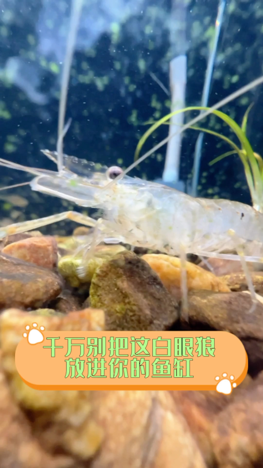 你千万别把这白眼狼放入鱼缸，会把你的鱼缸搞得天翻地覆！#水族#原生鱼#大眼虾#原创