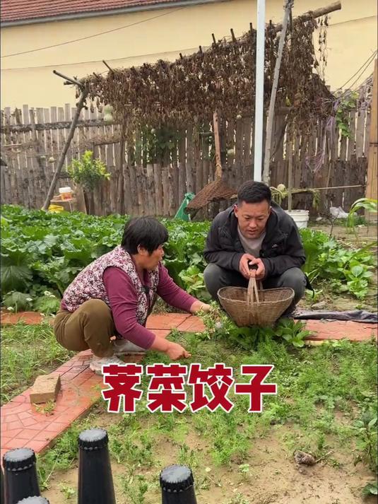 这个秋天滴荠菜比春天滴好吃来,下雨天包个荠菜饺子真带劲啊