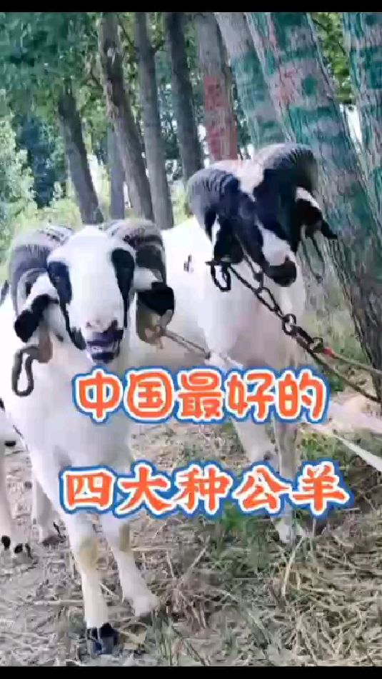 鲁西南国宝小尾寒羊种公羊可以和哪几种母羊配种