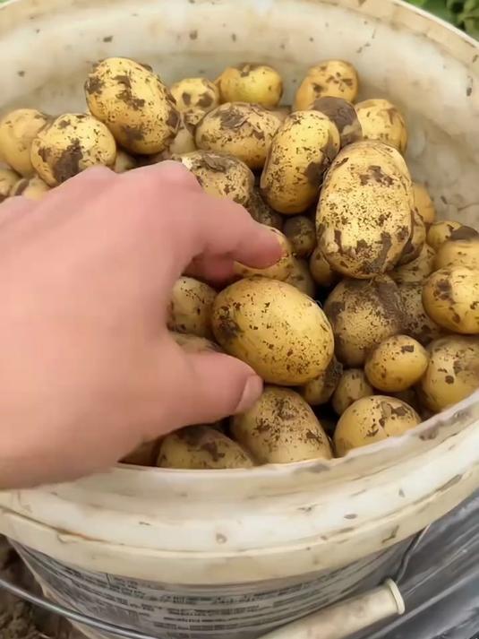 如果你有一个空气炸锅,一口一个的小土豆,外焦里糯太香了