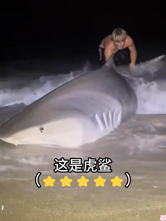 这些鲨鱼叫什么，你见过几个？#鲨鱼##动物##海洋动物#