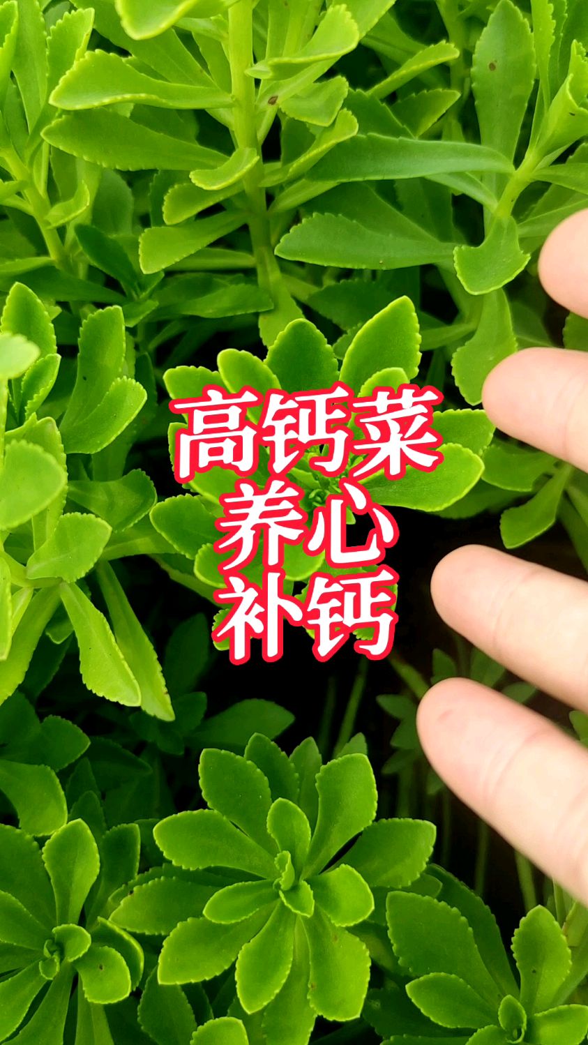 吃菜也能补钙?高钙菜,含钙量是牛奶的3倍,还对心脏好,高钙菜粉,吃起来更方便