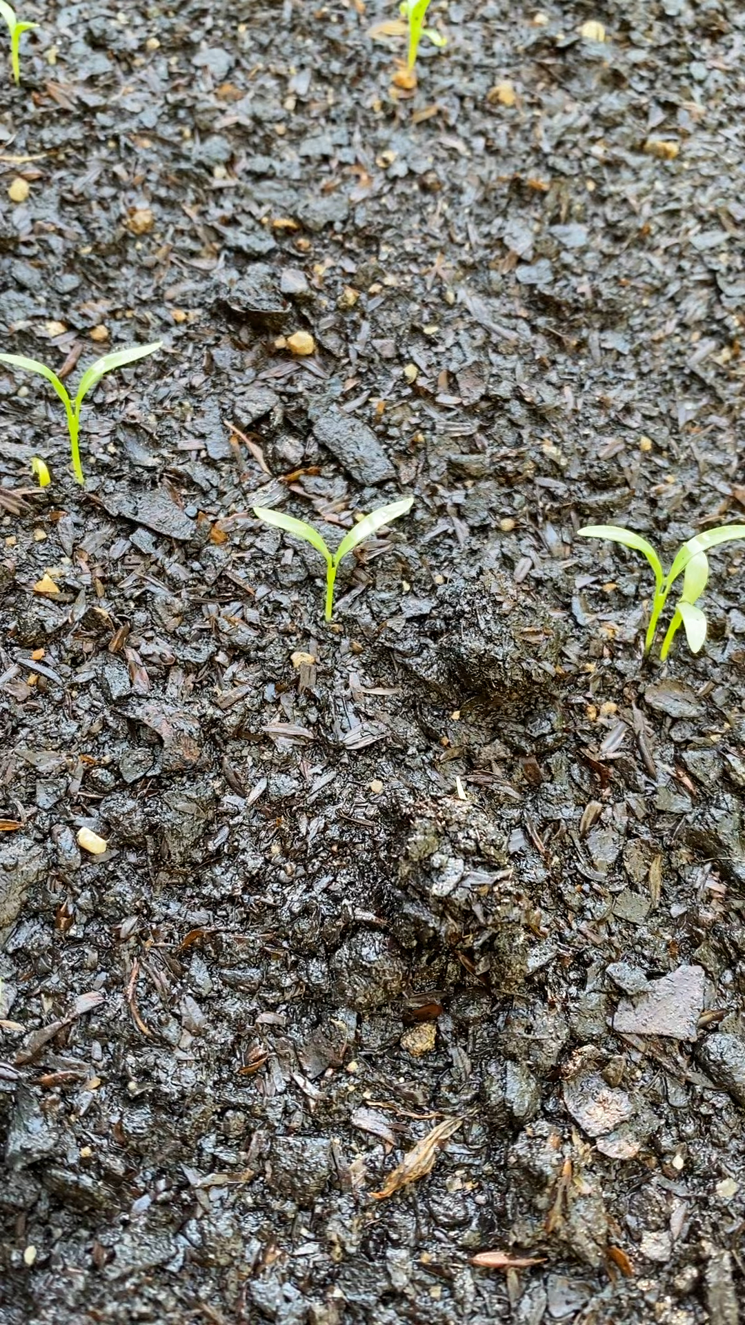 才钻出土壤三天的香菜幼苗,萌萌嫩嫩的样子