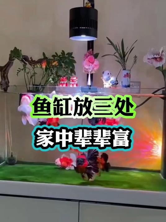 鱼缸放三处，家中辈辈富