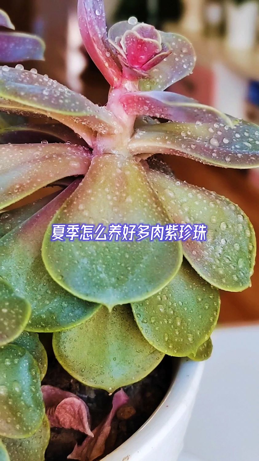 夏季怎么养好多肉紫珍珠?
