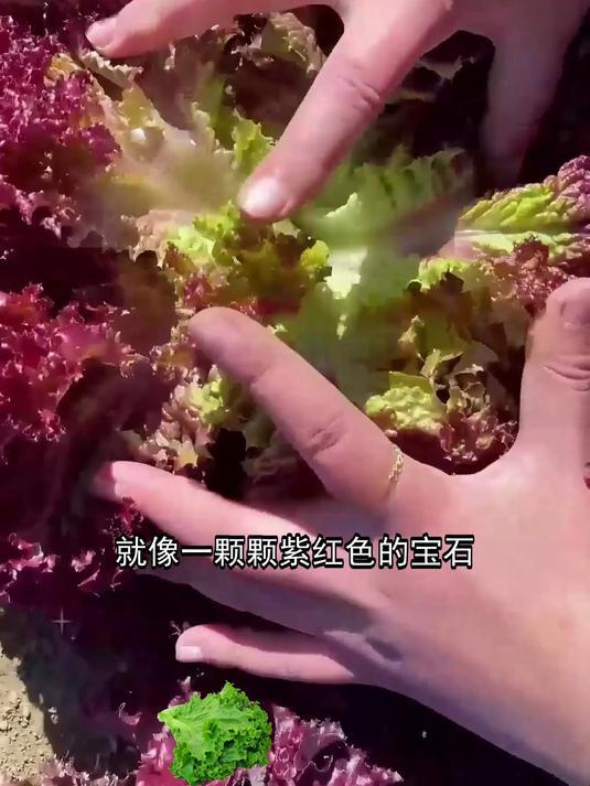 种出紫红色浪漫,紫叶生菜种植记