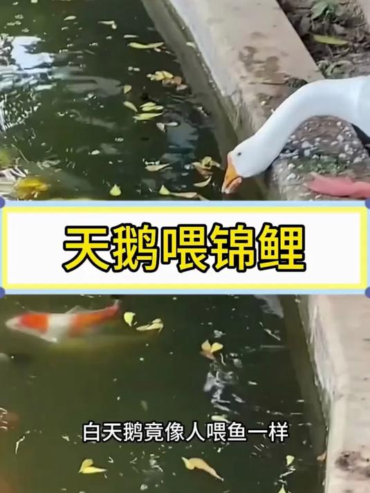 天鹅还能喂鱼！