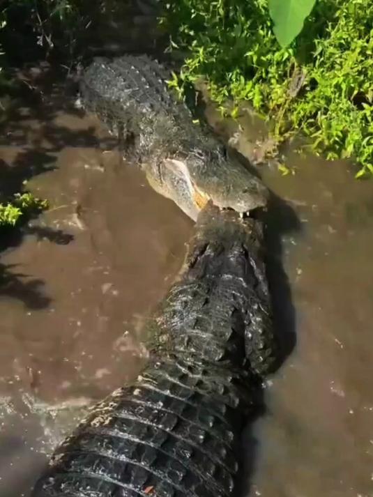 鳄鱼干架简直是太猛了,同伴跟他争抢食物,他咬住同伴的上颚不放