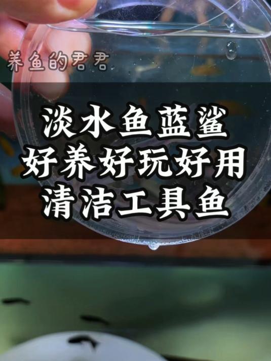 淡水蓝鲨:似鲨易养还清洁,大型观赏鱼 “和平卫士”