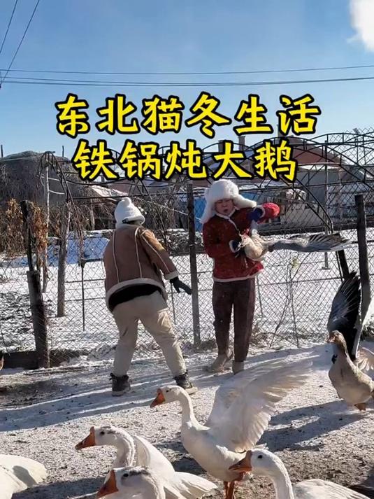 东北总算下雪了 正好家里来且了 大鹅俺们终于吃到嘴了