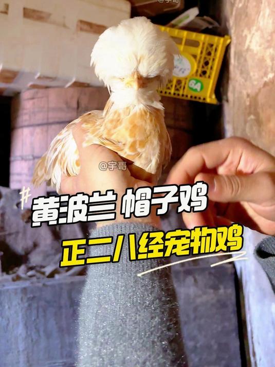大家觉得这个波兰帽子鸡未来怎么样#观赏鸡 #宠物鸡 #波兰帽子鸡 #宇哥观赏鸡