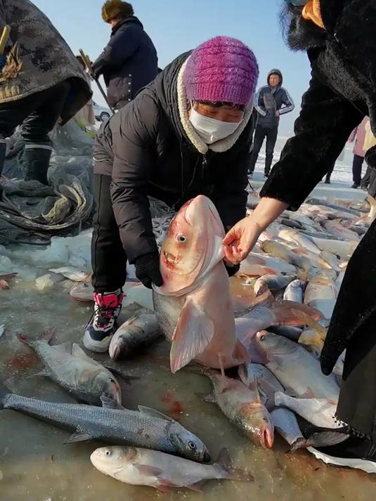 查干湖冬捕大胖头鱼王