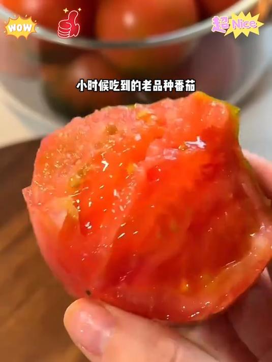 姐妹们东北盐碱地铁皮西红柿真的太好吃了!一口爆汁一口就让你爱上它