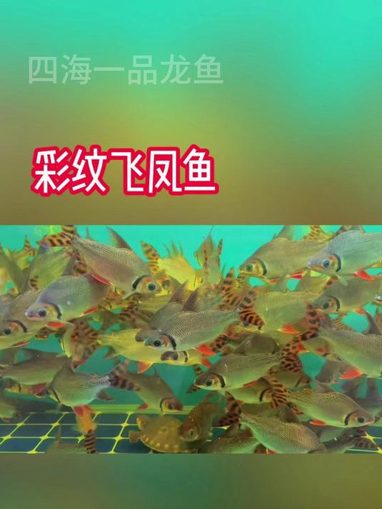 观赏鱼