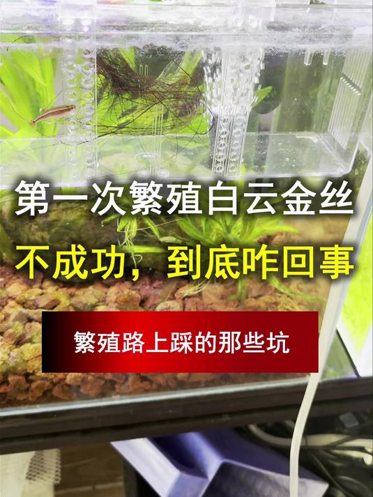 第一次繁殖白云金丝就碰壁,到底咋回事?