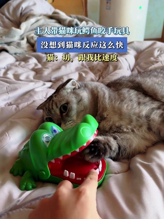 主人带猫咪玩鳄鱼咬手玩具没想到猫咪反应这么快