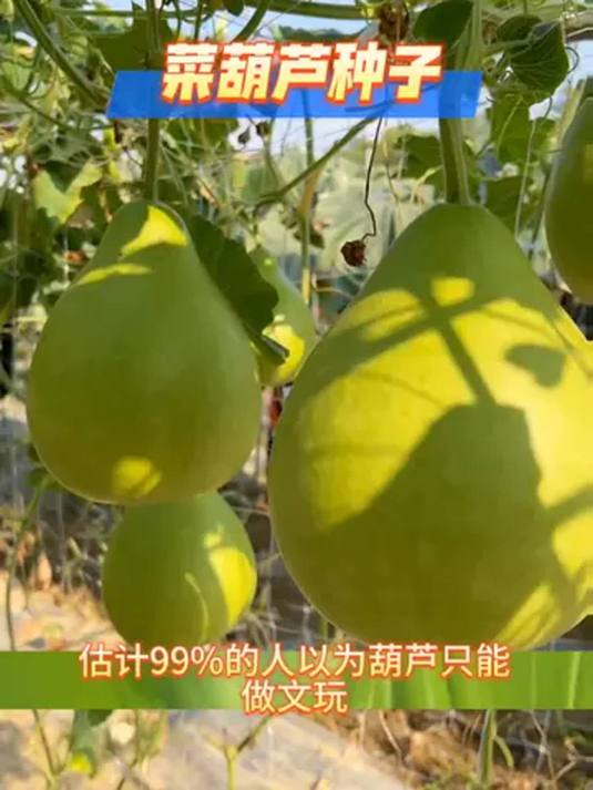 菜葫芦种子,能吃能做瓢,阳台小院都能种!