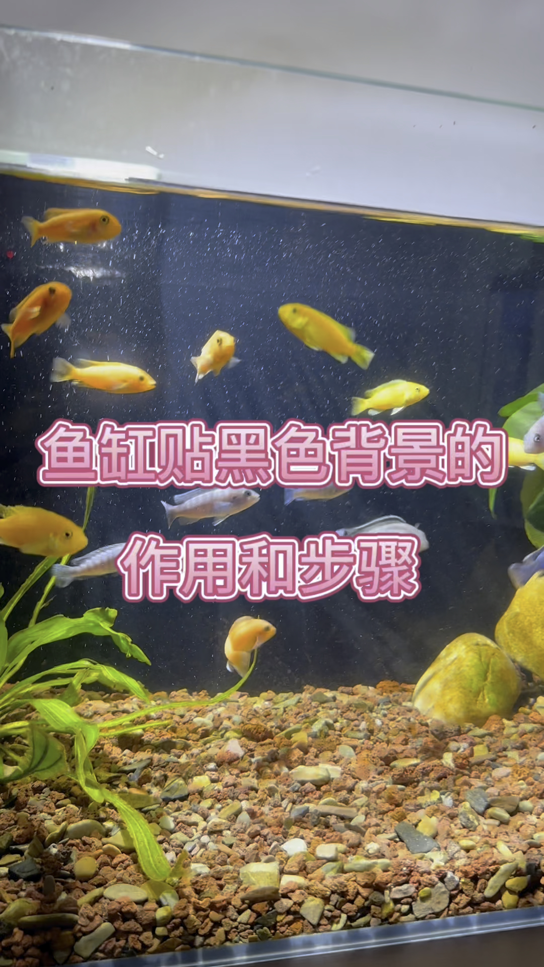 鱼缸贴黑色背景有什么作用