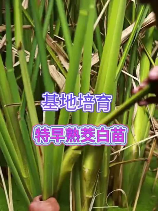 基地培育特早熟茭白苗 优质种苗 绿色蔬菜新选择