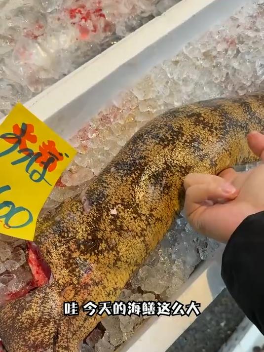 一条油锥只有 2 成可刺身，皮厚到像皮嫩 #油锥#