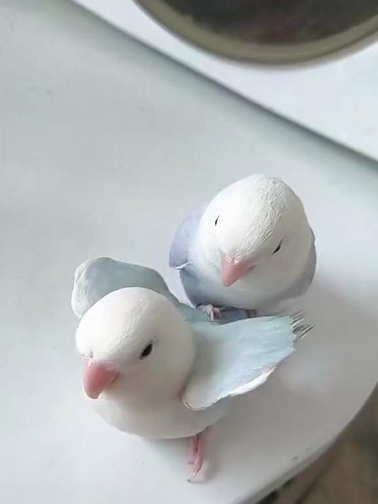 如何让两只母鸟清晰的认识到他两是姐妹