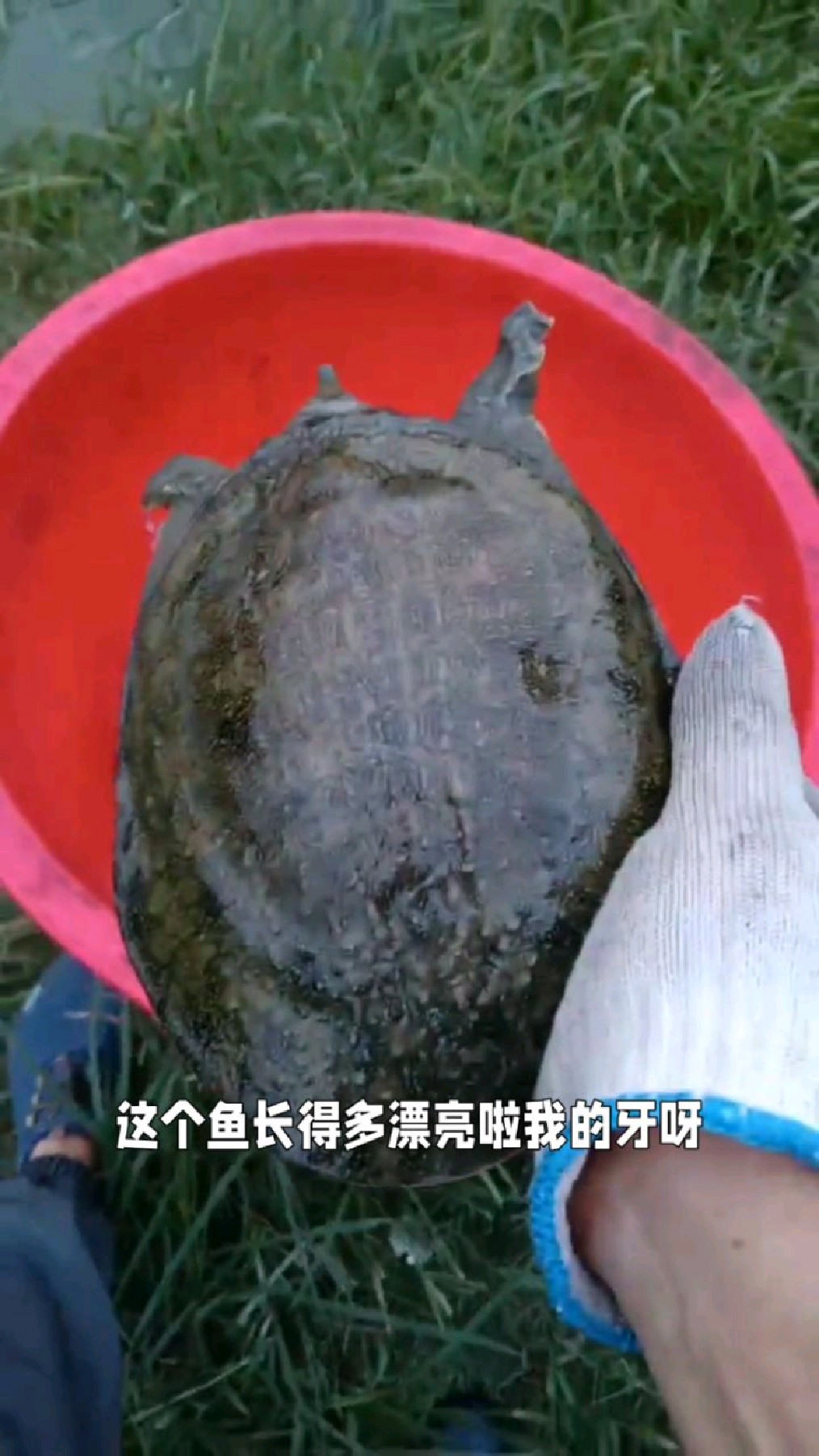 生态养殖甲鱼,甲鱼品种重要.更重要的是生态环境!