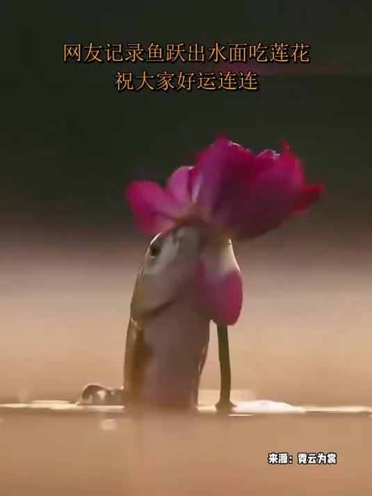 网友记录鱼跃出水面吃莲花,祝大家好运连连