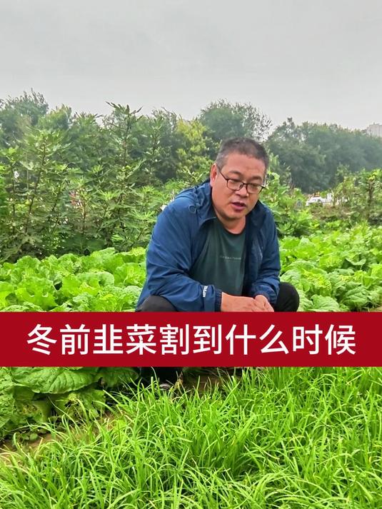 冬前韭菜割到什么时候