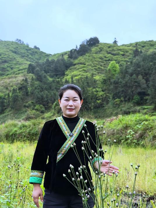 紫花泥胡菜,可吃可入药 田间地头常见的紫花小草,农村又叫石灰菜、见肿消。全株无刺