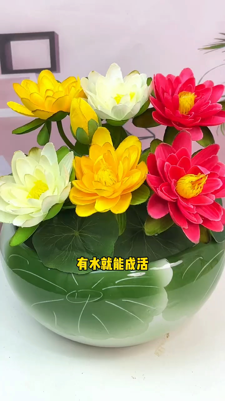 别看它长的丑,开花非常好看,给水就能存活,不挑环境和水质 #花卉绿植 #水培植物