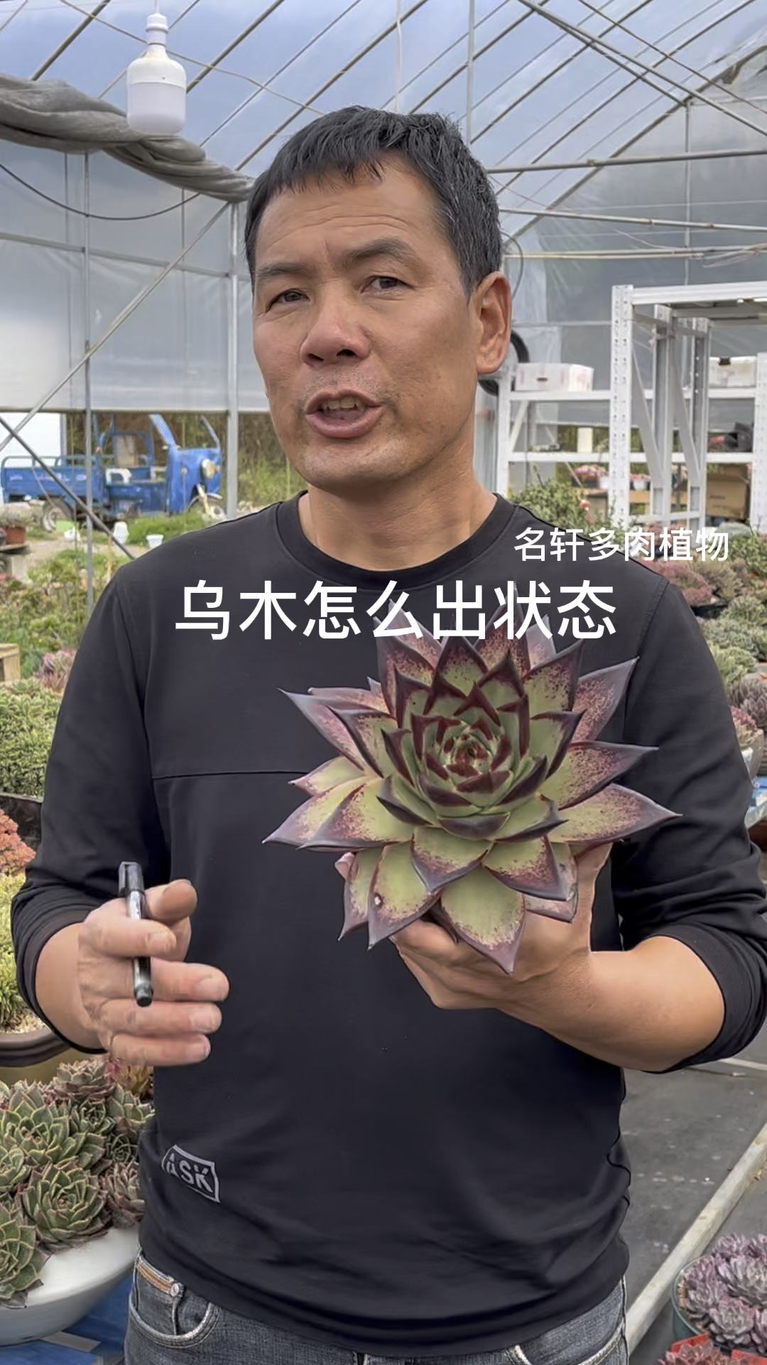 多肉植物乌木如何出状态